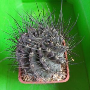 Eriosyce heinrichiana