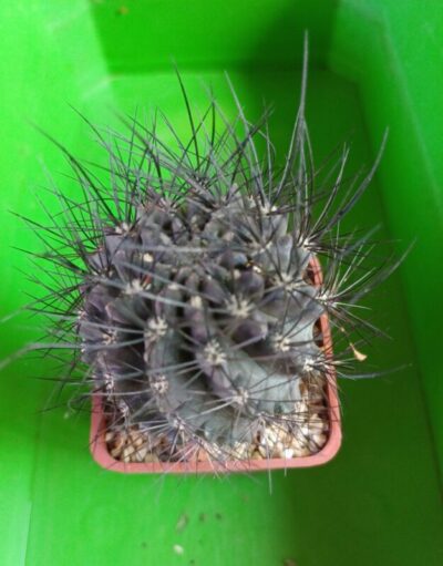 Eriosyce heinrichiana