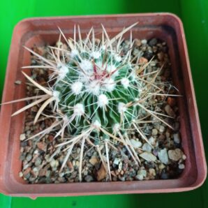 Echinofossulocactus caespitosus