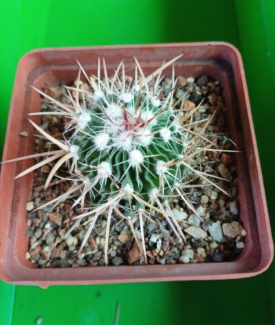 Echinofossulocactus caespitosus