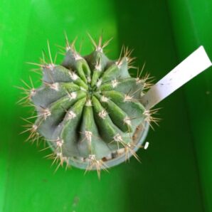 Acanthocalycium spiniflorum f. violaceum