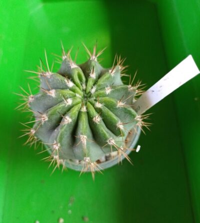 Acanthocalycium spiniflorum f. violaceum