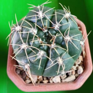 G. denudatum JAN SUBA'