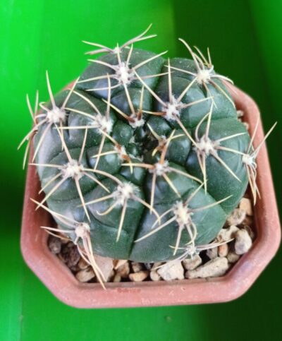 G. denudatum JAN SUBA'