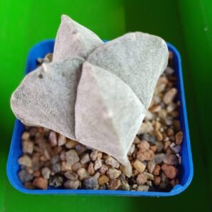 Astrophytum myriostigma var. quadricostatum