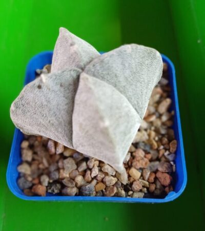 Astrophytum myriostigma var. quadricostatum