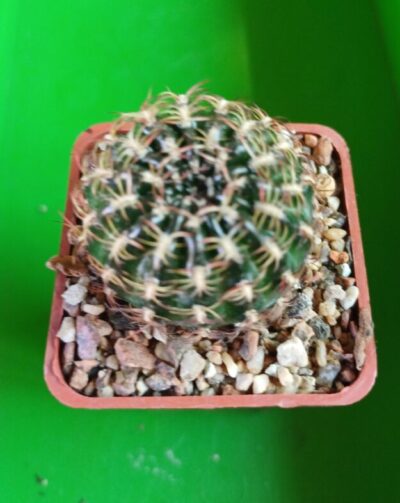 Lobivia tiegeliana