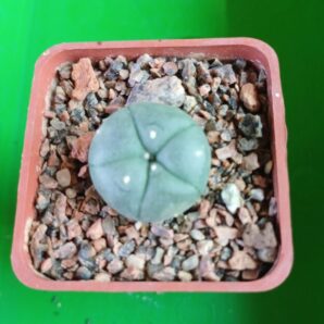 LOPHOPHORA williamsii