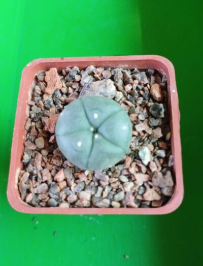 LOPHOPHORA williamsii