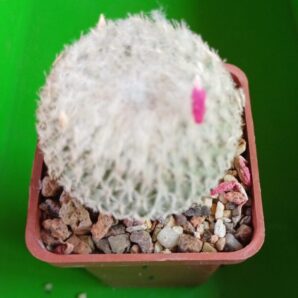 Epithelantha micromeris subs. greggi