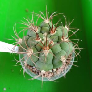 Gymnocalycium saglionis