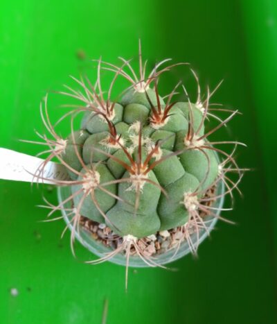 Gymnocalycium saglionis