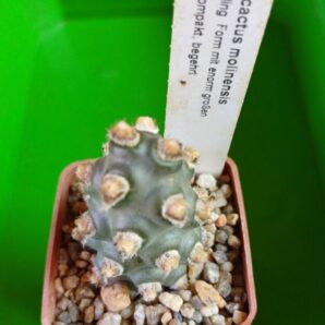 Tephrocactus molinensis