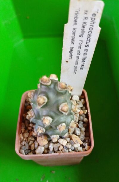 Tephrocactus molinensis