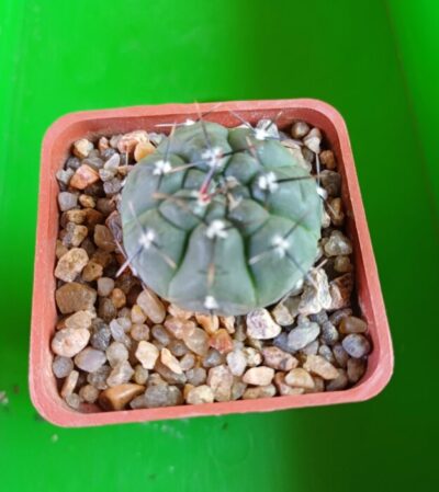 GYMNOCALYCIUM berchtii