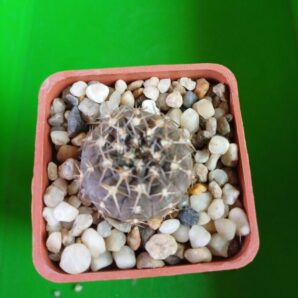GYMNOCALYCIUM bodenbenderianum