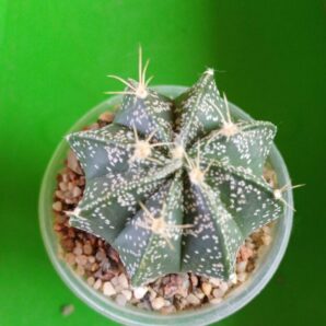 Astrophytum capricorne cv. Crassispinoides