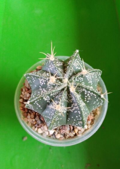 Astrophytum capricorne cv. Crassispinoides