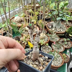 Oxalis megalorrhiza