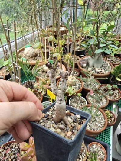 Oxalis megalorrhiza