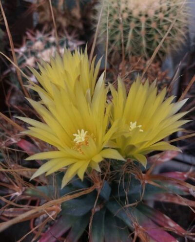 Leuchtenbergia principis