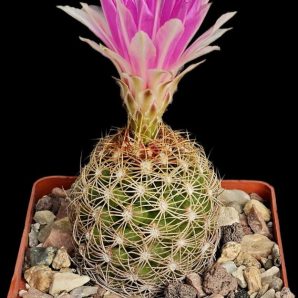 Thelocactus bicolor var. Flavidispinus (8x8)-2697B