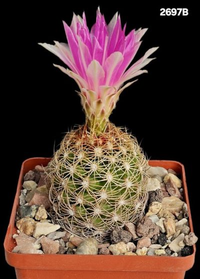 Thelocactus bicolor var. Flavidispinus (8x8)-2697B