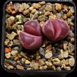 Lithops optica cv. Rubra (F3) (2h) -MG 1685.5 (5x5)-2706(512)