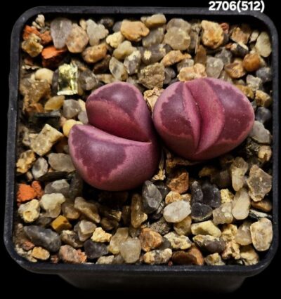 Lithops optica cv. Rubra (F3) (2h) -MG 1685.5 (5x5)-2706(512)
