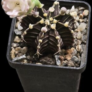 Gymnocalycium friedrichii var. angustostriatum `Aqua Dulce` (5x5)-2707