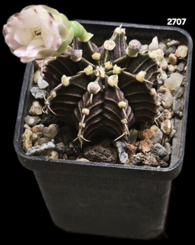Gymnocalycium friedrichii var. angustostriatum `Aqua Dulce` (5x5)-2707