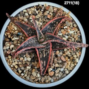 Aloe `Christmas Carol` (red fa.) (D=10)-2711(18)