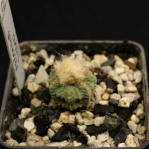 Aztekium ritteri