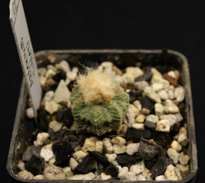 Aztekium ritteri