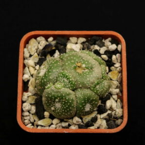 Blossfeldia lilliputana