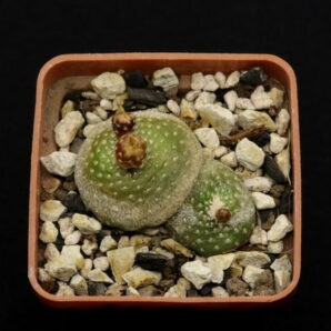 Blossfeldia lilliputana