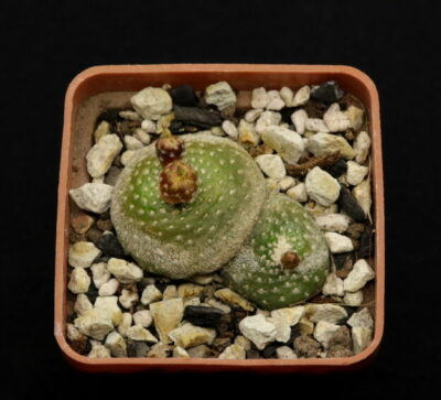 Blossfeldia lilliputana