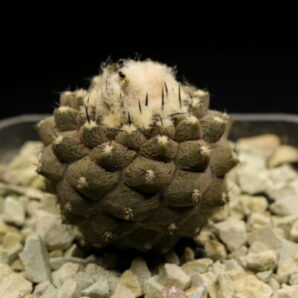 Copiapoa hypogaea cv. Lizard Skin (exKoehres)
