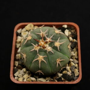 Gymnocalycium spegazzinii var. unguispinum