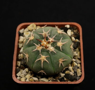 Gymnocalycium spegazzinii var. unguispinum