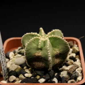 Aztekium hintonii