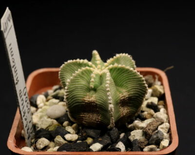 Aztekium hintonii