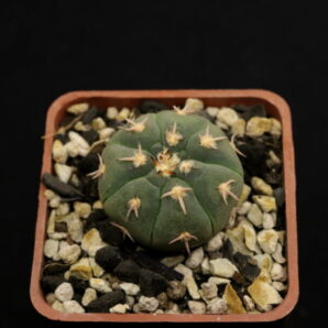 Gymnocalycium spegazzinii var. unguispinum