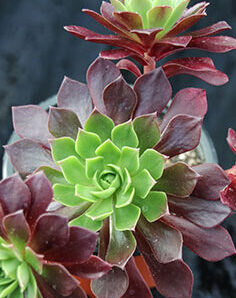 Aeonium 'Bing Thing' зрізи