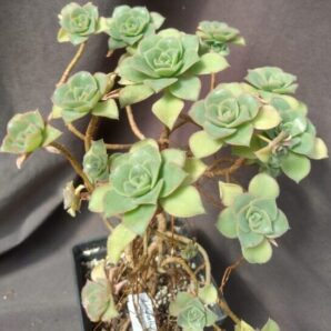 aeonium haworthii yellow іспанець весь кущик