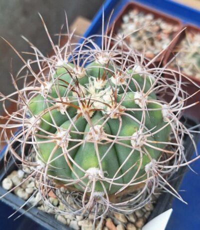 Gymnocalycium acorrugatum HV 289