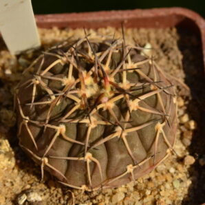 Gymnocalycium bodenbenderianum var. paucispinum