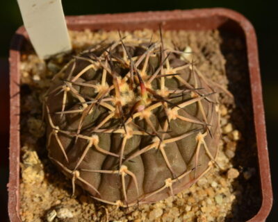 Gymnocalycium bodenbenderianum var. paucispinum