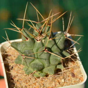 Thelocactus rinconensis