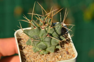 Thelocactus rinconensis